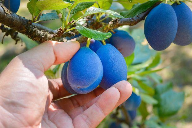 Rekordan prinos šljiva ove godine: Ni prolećni sneg i mraz joj ne mogu ništa, očekuje se maksimum Rekordan prinos šljiva ove godine: Ni prolećni sneg i mraz joj ne mogu ništa, očekuje se maksimum