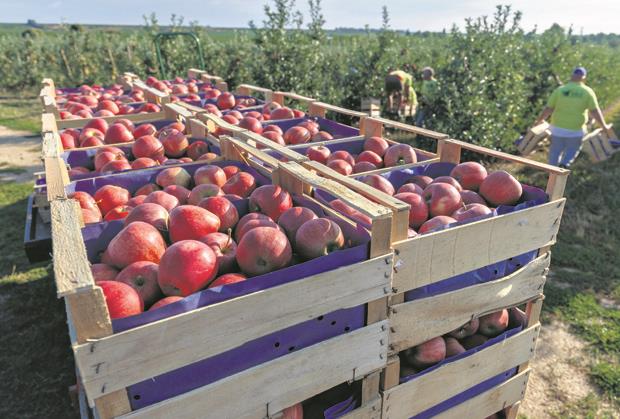 Miroslav svoje jabuke dobro unovči, osvajaju tržište: Zdrave i otporne na bolesti, drugačijeg ukusa i mirisa Miroslav svoje jabuke dobro unovči, osvajaju tržište: Zdrave i otporne na bolesti, drugačijeg ukusa i mirisa