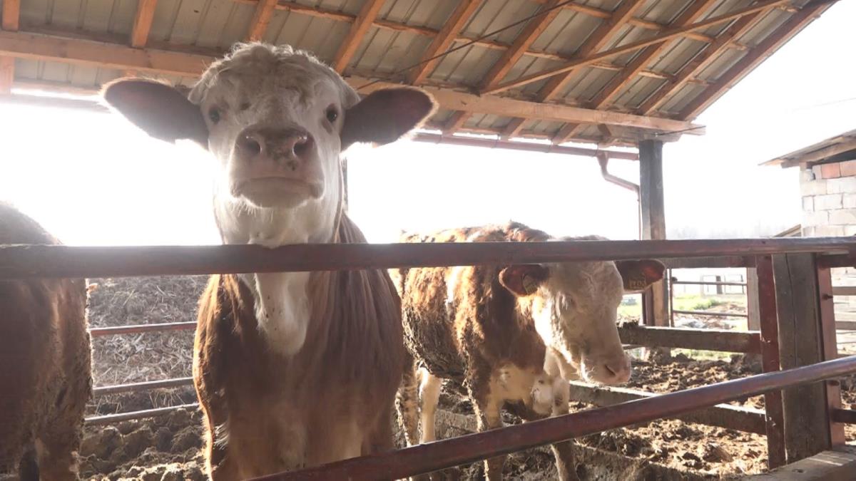 U Srbiji u decembru manje goveda, a više svinja, ovaca i živine: Najnoviji podaci RZS