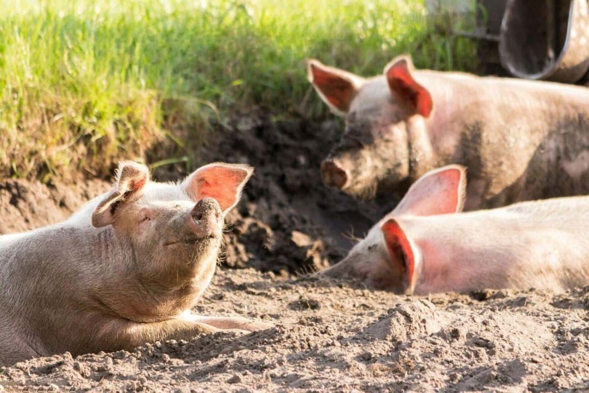 Ko prikriva svinjsku kugu, može i u zatvor na godinu dana: Veterinarska inspekcija i MUP u kontroli Ko prikriva svinjsku kugu, može i u zatvor na godinu dana: Veterinarska inspekcija i MUP u kontroli