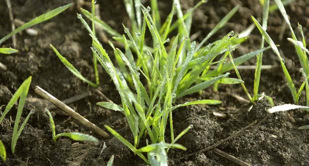 Ratari će njive đubriti suvim zlatom! Mineralna đubriva sve skuplja, evo šta je glavni razlog ove promene Ratari će njive đubriti suvim zlatom! Mineralna đubriva sve skuplja, evo šta je glavni razlog ove promene