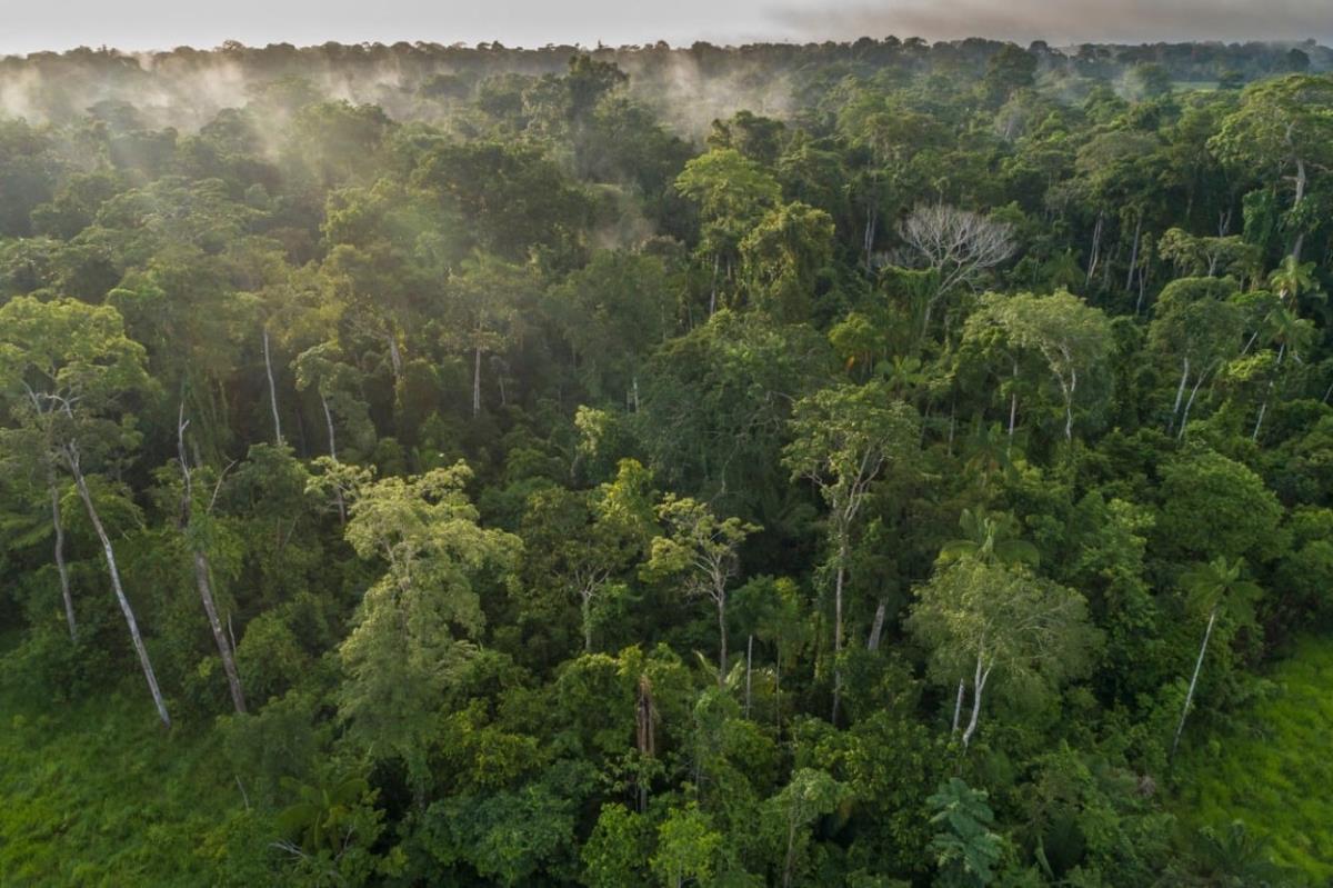 Priroda ugrožena? Strah od uništavanja amazonskih prašuma u Peruu ...