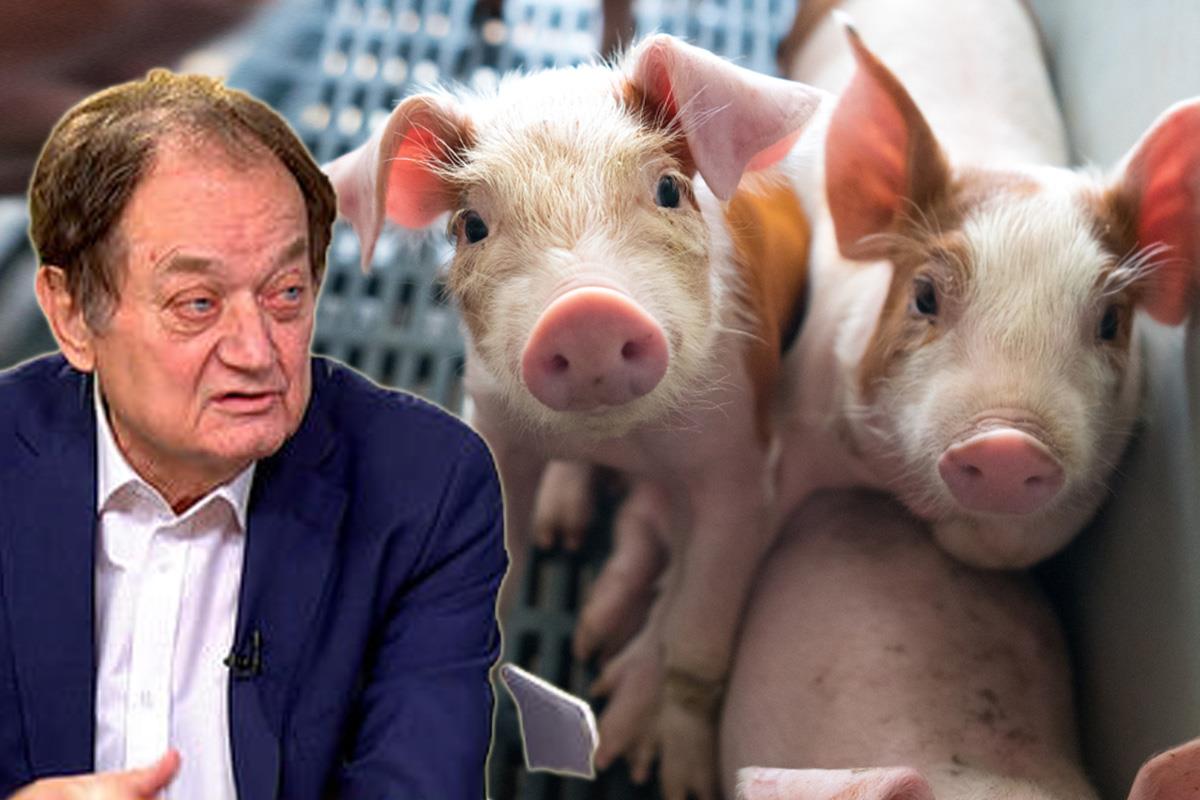 U SRBIJI ĆE SE PRESAĐIVATI SVINJSKO SRCE LJUDIMA Dr Ristić objašnjava ...
