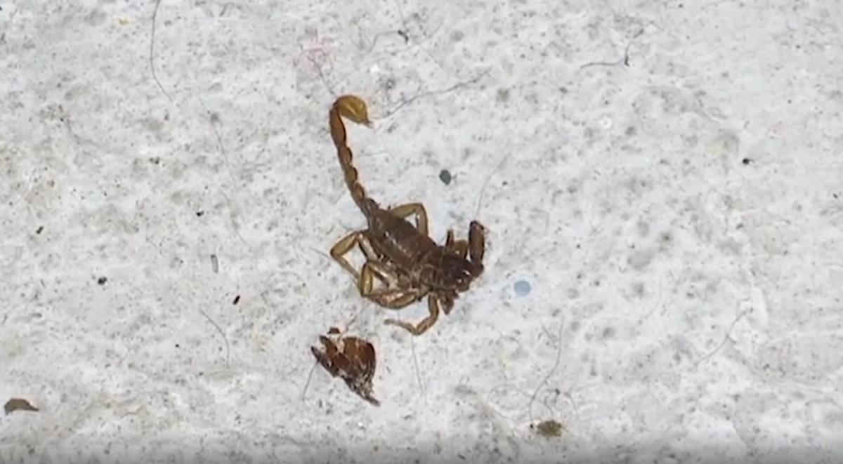 SCIENTISTS DISCOVER SCORPIONS' SECRET WEAPON! Their sting hides something incredible