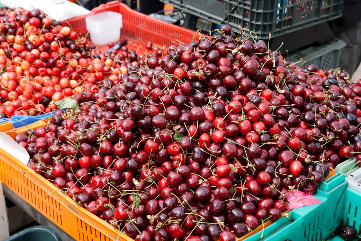 Postale su pravi luksuz Zašto su trešnje toliko skupe? Ovo su razlozi zbog kojih koštaju papreno Postale su pravi luksuz Zašto su trešnje toliko skupe? Ovo su razlozi zbog kojih koštaju papreno