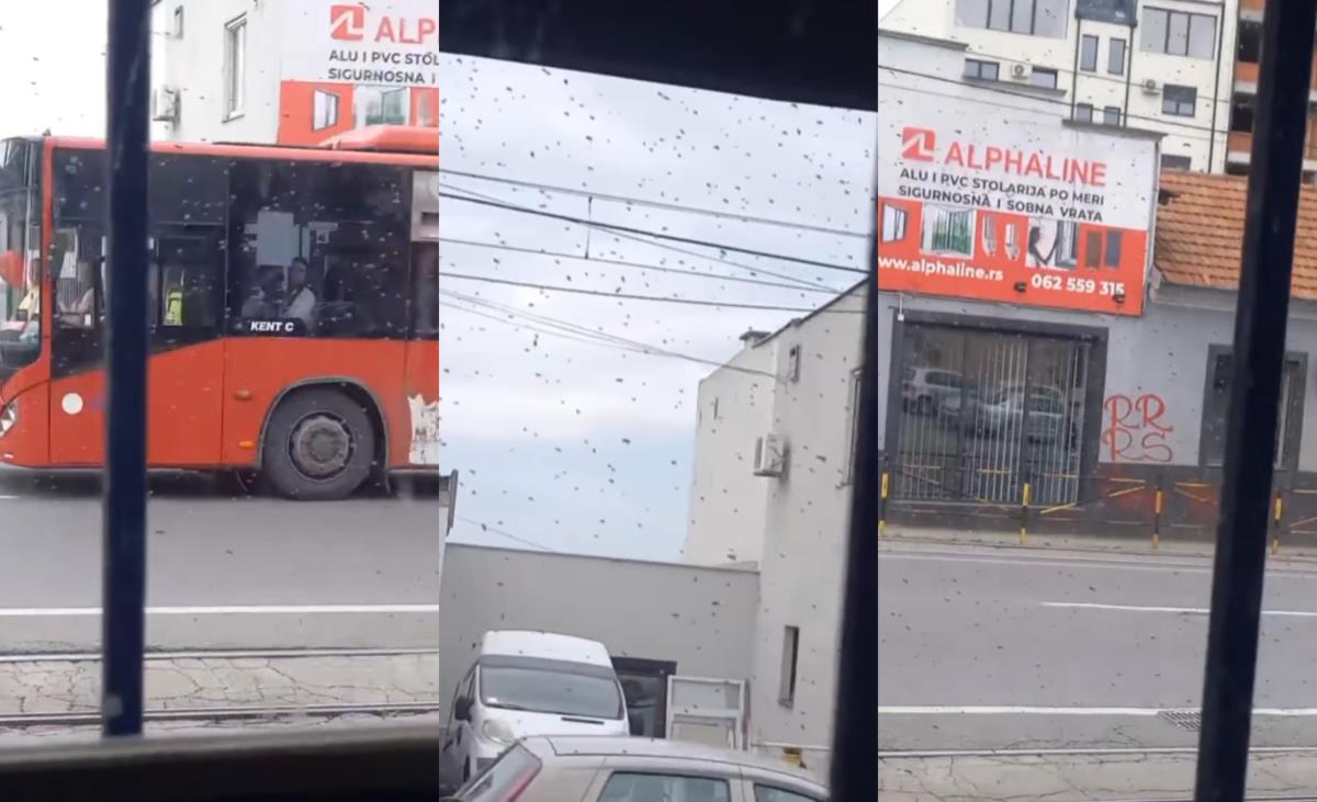 Zastrašujući snimak na Bulevaru, roj pčela se spustio među ljude | Kurir