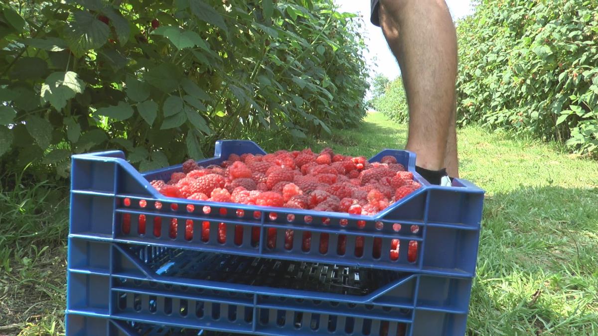 "Za mesec dana direktorska plata" Evo kolike su dnevnice berača malina za ovu godinu "Za mesec dana direktorska plata" Evo kolike su dnevnice berača malina za ovu godinu