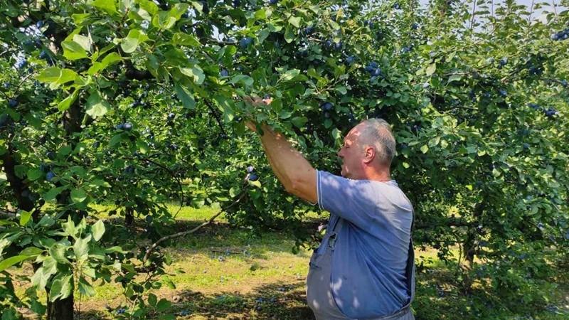 SRPSKI PROIZVOD PRODAT ZA NEVEROVATNIH 15.000 €: Beograđanin na aukciji nije žalio ni cent da se domogne ove ''zlatne'' flaše, a početna cena bila 250.000 RSD