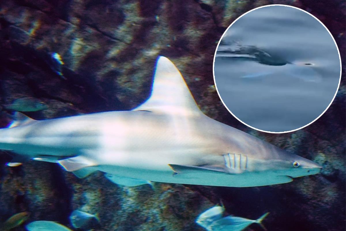 OPŠTINA: Nije ajkula već riba lampuga, potpuno bezopasna za ljude ...