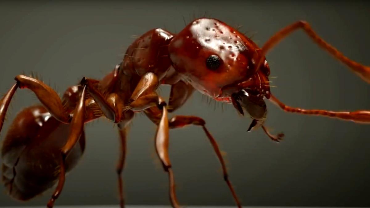 BIZARRE TRADE IN AFRICA: Ants More Expensive Than Gold