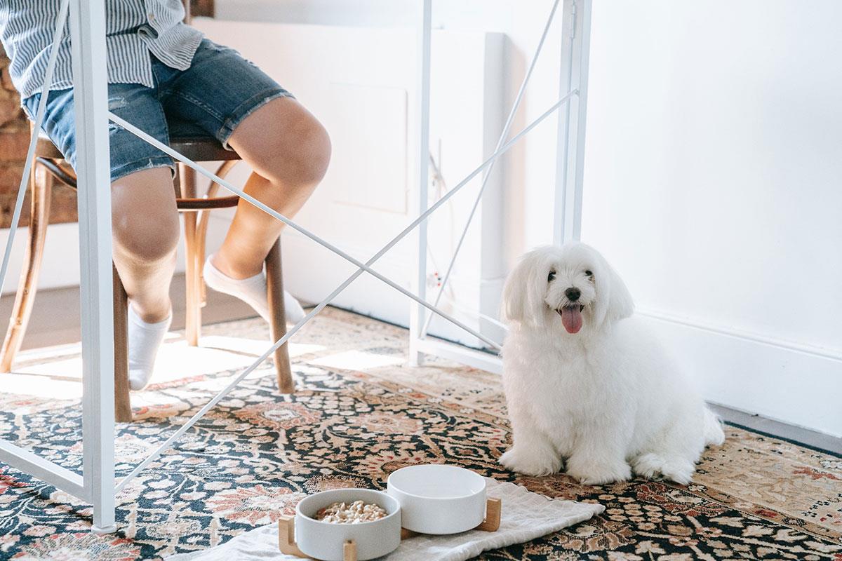 Why is a dog becoming picky? Mostly, it's due to three mistakes most owners make