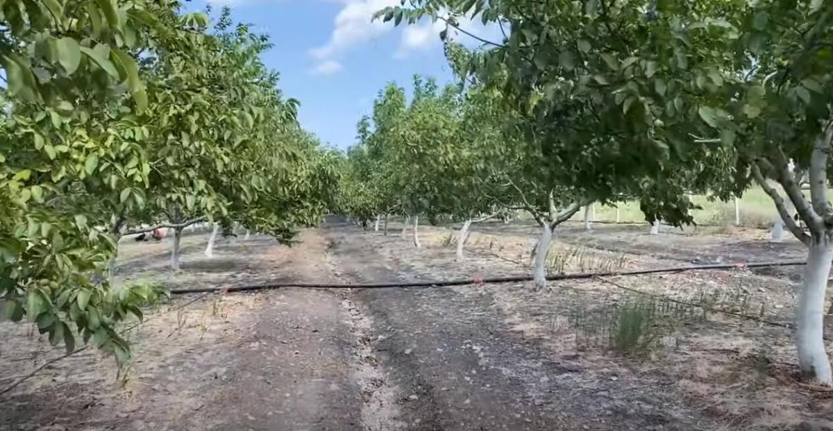 Gde god nađeš zgodno mesto, tu orah posadi! Za 4 godine se vraća uloženi novac, a zrada kaplje još 30 godina