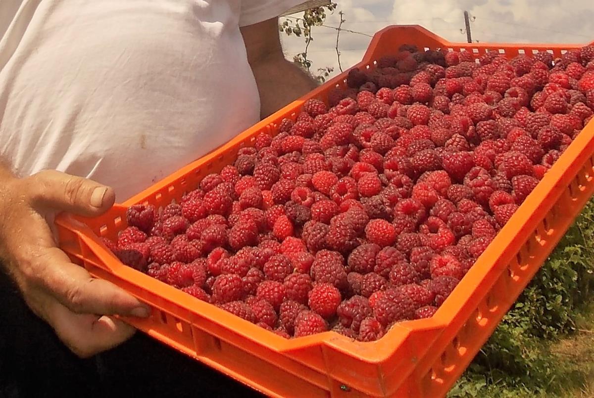 Kakve nas otkupne cene maline čekaju? Stručnjak najavio dobre vesti, voćari već zadovoljno trljaju ruke