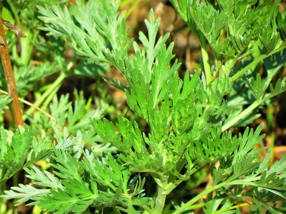 Retko ko se ovoga seti, a u Srbiji je unosan biznis! Zarada od njihovog uzgoja je milionska, ulaganja minimalna, samo brinite o 1 stvari Retko ko se ovoga seti, a u Srbiji je unosan biznis! Zarada od njihovog uzgoja je milionska, ulaganja minimalna, samo brinite o 1 stvari