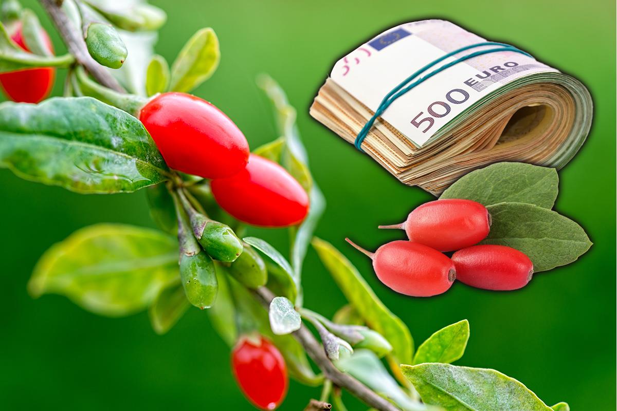 Uzgajanje ove biljke donosi astronomsku zaradu! U Srbiji je retko ko gaji, a ima odličnu podlogu za dobar rod