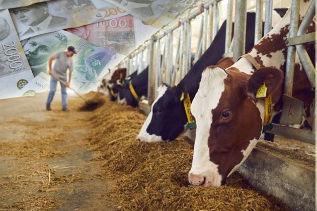 Hitna reakcija Ministarstva: Uputili dopis svim mlekarama povodom zabrinutosti proizvođača mleka da će otkupna cena biti niža Hitna reakcija Ministarstva: Uputili dopis svim mlekarama povodom zabrinutosti proizvođača mleka da će otkupna cena biti niža