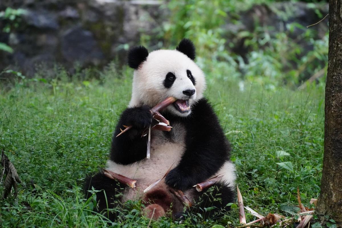 JAPAN OSTAJE BEZ PANDI PRVI PUT ZA 54 GODINE! Blizanci Sjao i Lej vraćaju se u Kinu, posetioci se opraštaju od njih (FOTO)
