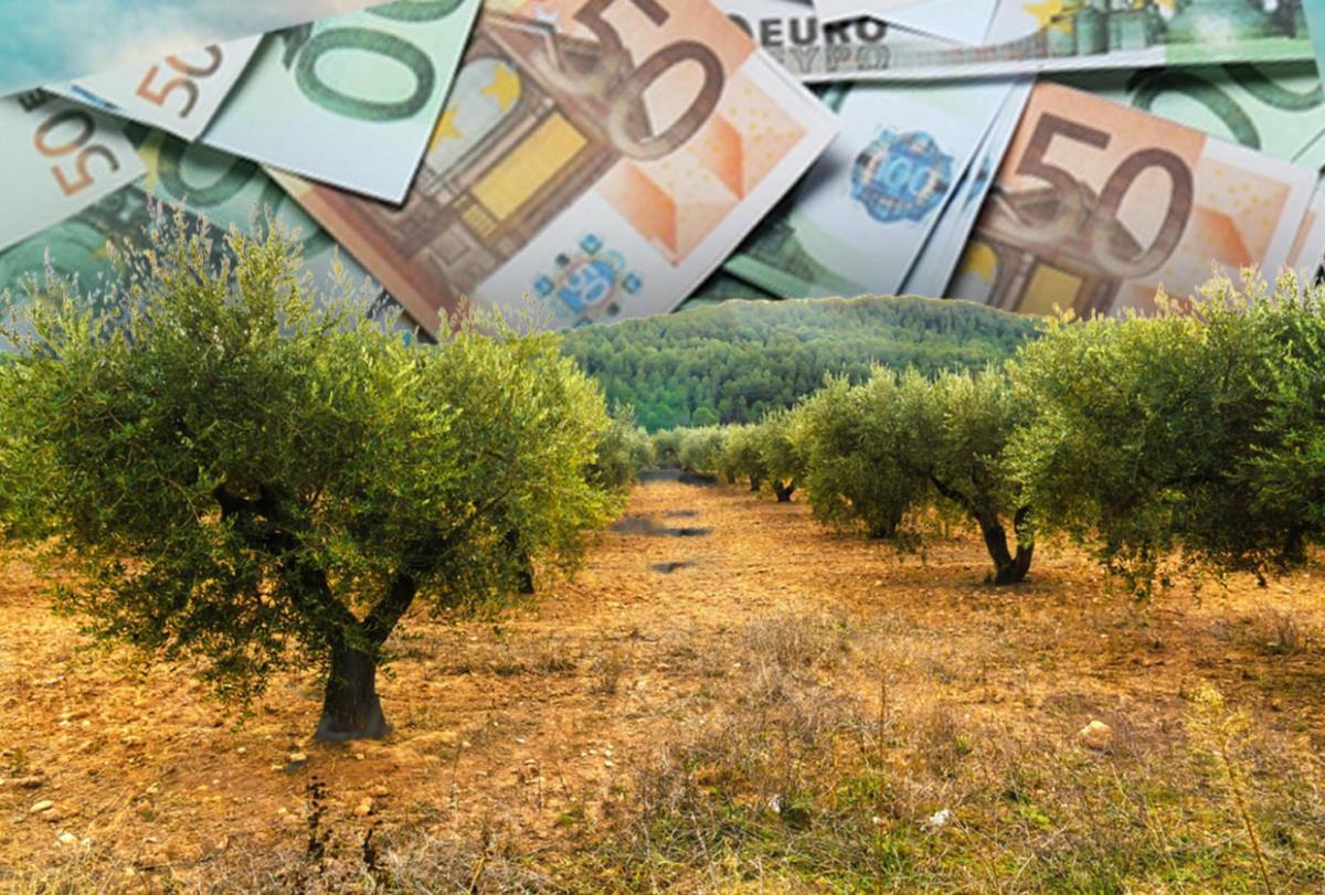 Plantaže ove biljke niču gde ne biste ni pomislili! Ratari iskoristili klimatske promene za unosan biznis