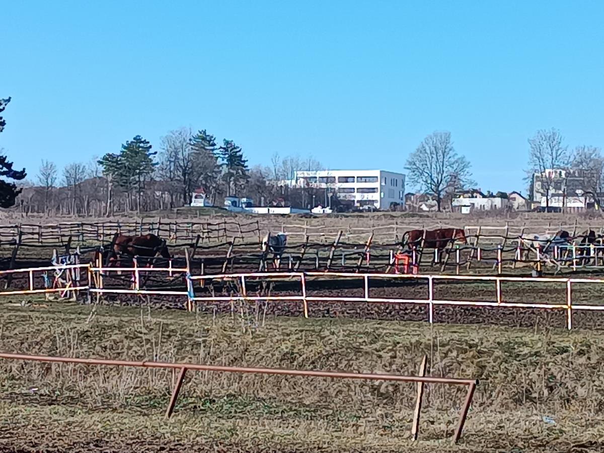 CRKAVALI JEDAN ZA DRUGIM, VALJALI SE OD BOLOVA! Prve slike nakon TROVANJA KONJA na Hipodromu: Pet uginulo na mestu - očevici opisali MUČNE PRIZORE (FOTO)