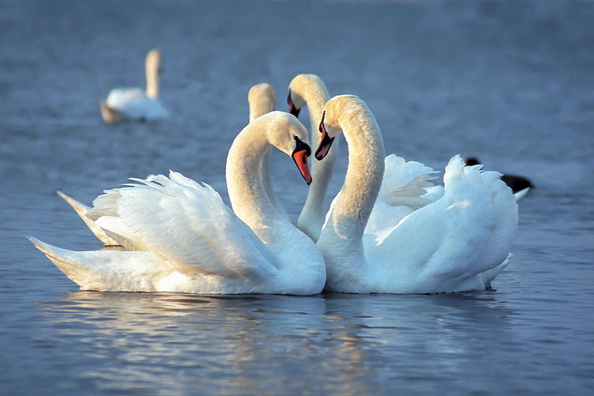 Snimak koji otklanja stres! Prelepe scene na crnogorskoj obali: Plavi ...