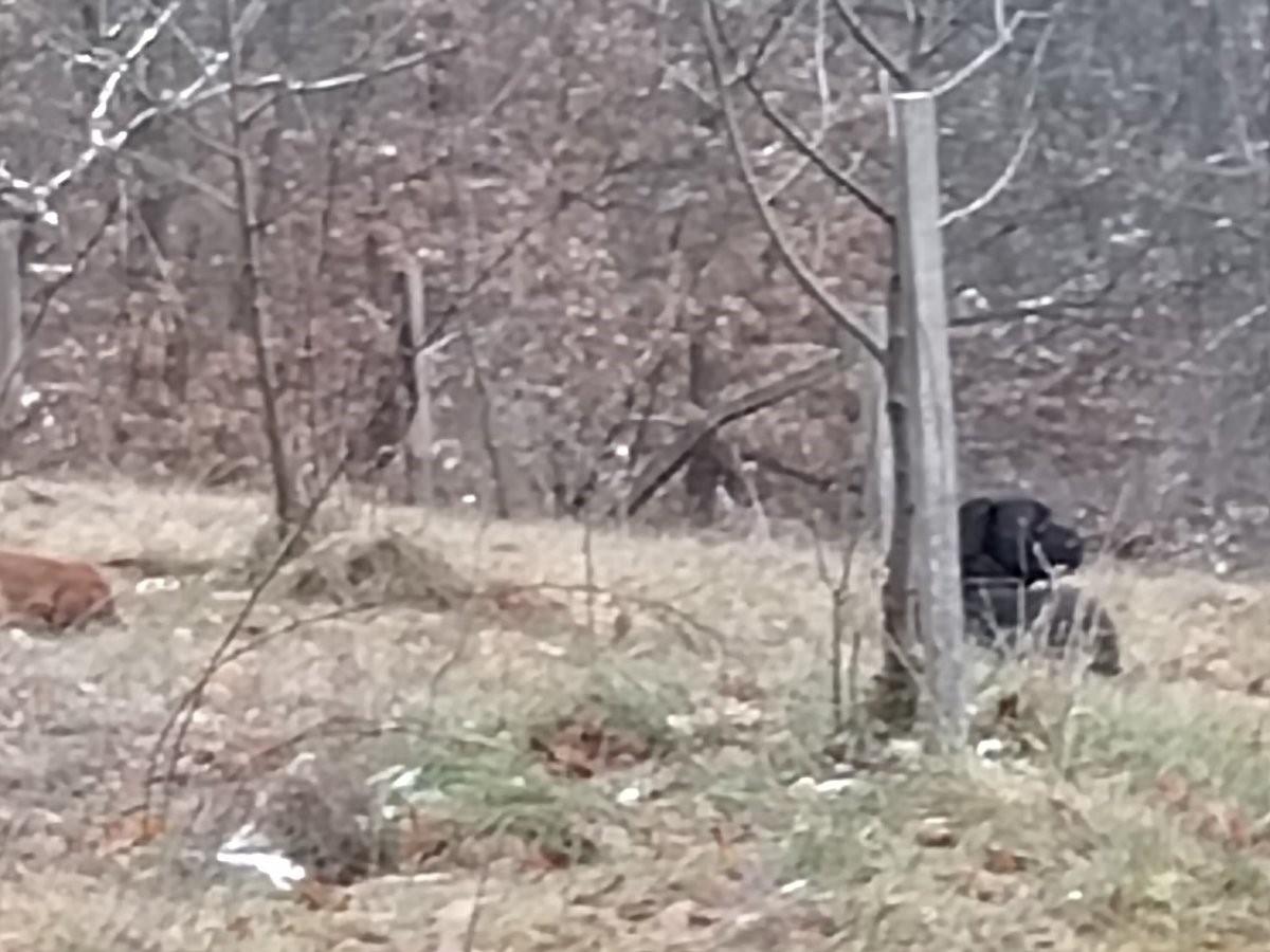 MILIVOJE IZAŠAO U DVORIŠTE I ZATEKAO STRAVIČAN PRIZOR! "pašenog i komšinica su me zvali i rekli da se nešto dešava!" ODMAH ZVAO I POLICIJU (FOTO)