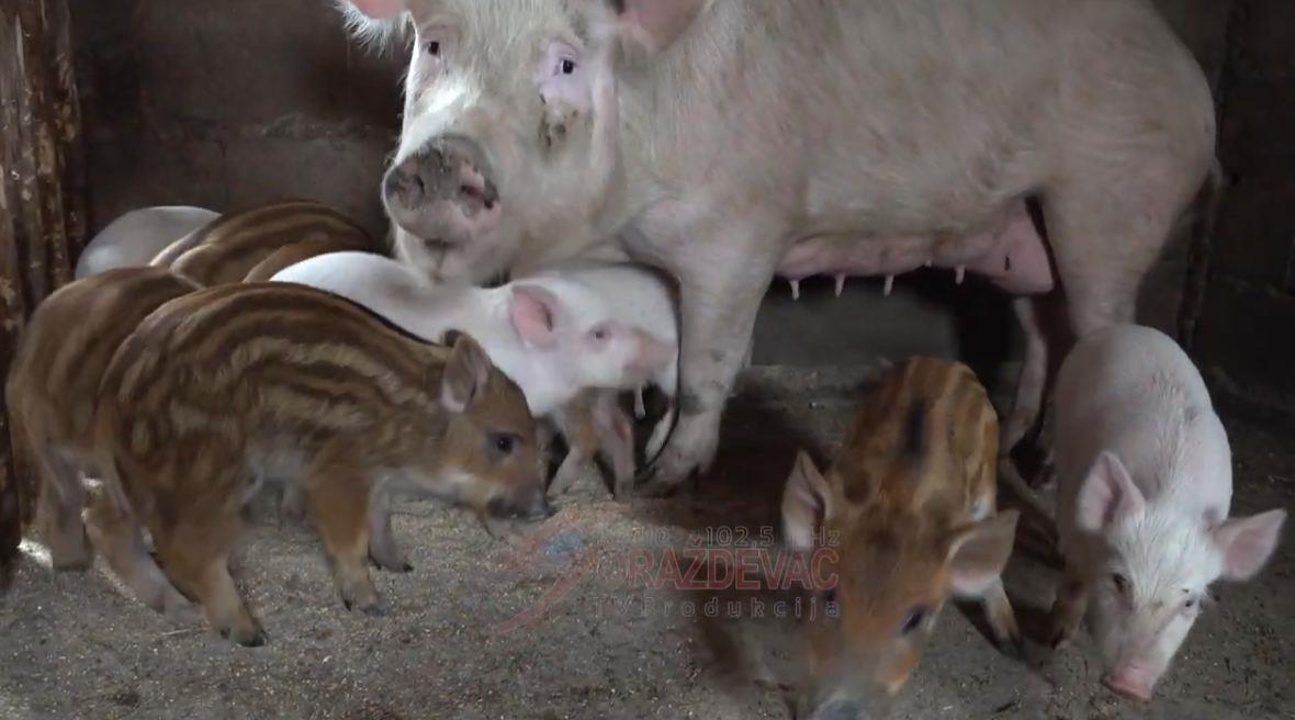 CELO SELO NAGRNULO KOD MIODRAGA SAMO DA IH VIDI! Domaća krmača oprasila divlje prasiće! Nesvakidašnje u Goraždevcu, ona bela, oni prugasti (VIDEO)