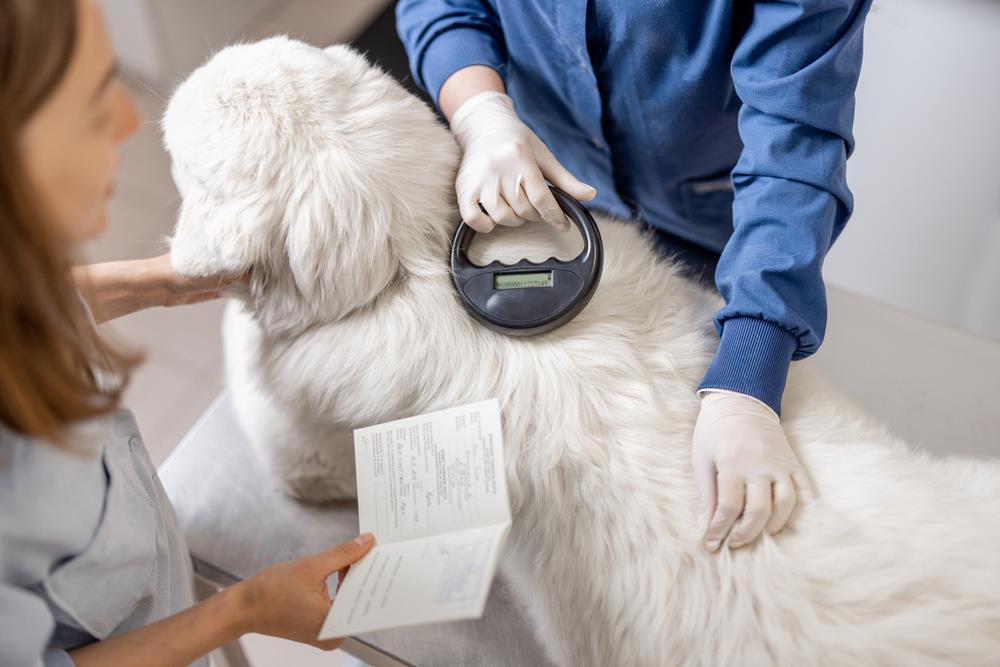 VETERINAR DOŽIVEO ŠOK ŽIVOTA! Šipka od 52 cm PROBILA Čarlijevo telo, vlasnici u panici uleteli u ordinaciju: Preživeo NEMOGUĆE, njegova reakcija ŠOKIRALA! FOTO
