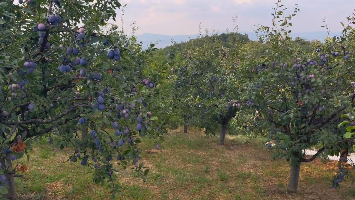 Naša zemlja prva u Evropi po proizvodnji ovog voća! Zasadi se prostiru na preko 70.000 hektara, a poznata je po ovoj upotrebi! &#34;Održavamo tradiciju!&#34; (foto)