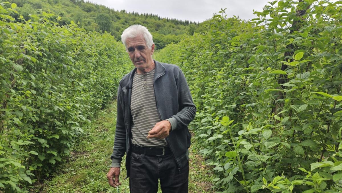 Milivoje iz polimske doline gaji maline na 70 ari Sve je spremio i čeka berbu: "Realno bi bilo da cena bude 500 dinara"