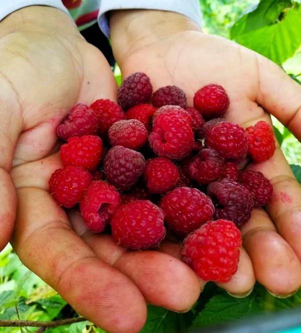 Gori prinosi nego prošle godine: U malinjacima na području lozničkog "Poljosaveta" Gori prinosi nego prošle godine: U malinjacima na području lozničkog "Poljosaveta"