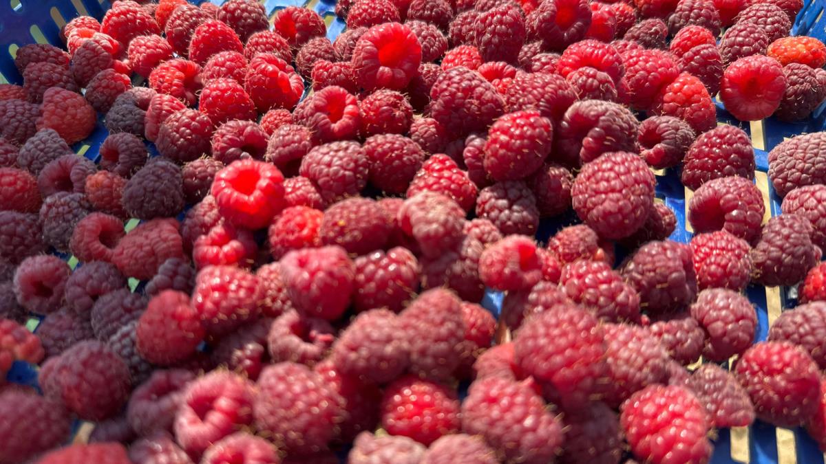 Produžen rok za odobrenje kredita za skladištare maline roda 2025: Evo i do kog datuma Produžen rok za odobrenje kredita za skladištare maline roda 2025: Evo i do kog datuma