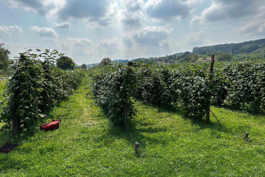 Sezonski radnici malina sada beru ovo voće! Dnevno može da se zaradi i do 5.000 dinara, a rodilo bolje nego ikad (foto) Sezonski radnici malina sada beru ovo voće! Dnevno može da se zaradi i do 5.000 dinara, a rodilo bolje nego ikad (foto)