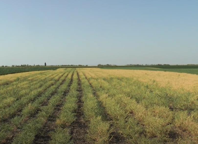 Dobra zarada bez mnogo ulaganja Može da se maže na hleb, a od nje se pravi i sapun: Nemanja otkriva kako se ova biljka uspešno gaji Dobra zarada bez mnogo ulaganja Može da se maže na hleb, a od nje se pravi i sapun: Nemanja otkriva kako se ova biljka uspešno gaji