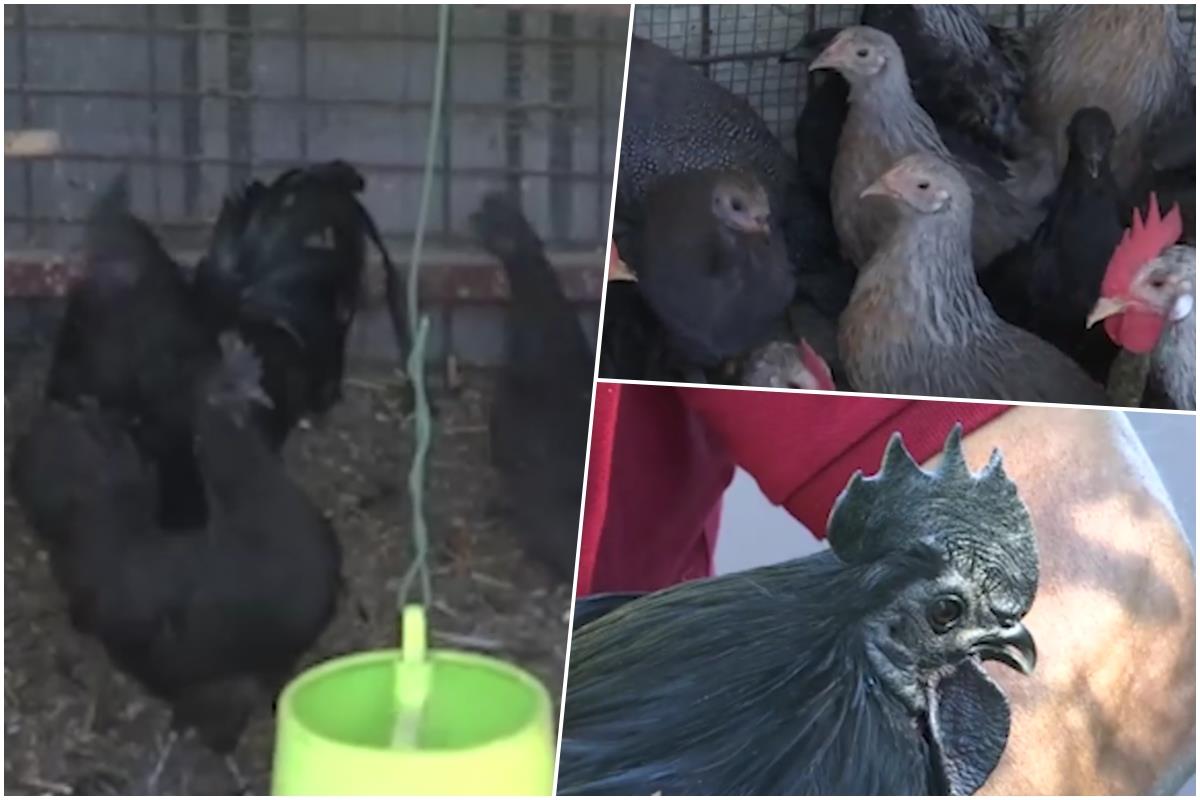 "Ukrasna živina" sve popularnija u Srbiji jednu od najskupljih i najređih rasa u inostranstvu prodaju i za 2.000 dolara! Kod nas ih sada ima samo u ovom kraju "Ukrasna živina" sve popularnija u Srbiji jednu od najskupljih i najređih rasa u inostranstvu prodaju i za 2.000 dolara! Kod nas ih sada ima samo u ovom kraju