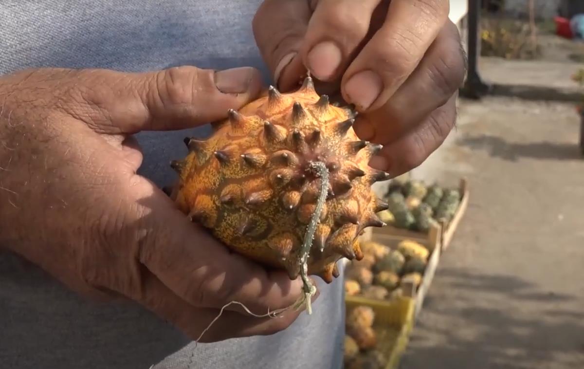 Borko iz Ivanjice gaji biljke koje retko ko ima u srbij: Komad košta i do 200 dinara, podseća na kivi, a uspeva i na obroncima planina (video) Borko iz Ivanjice gaji biljke koje retko ko ima u srbij: Komad košta i do 200 dinara, podseća na kivi, a uspeva i na obroncima planina (video)