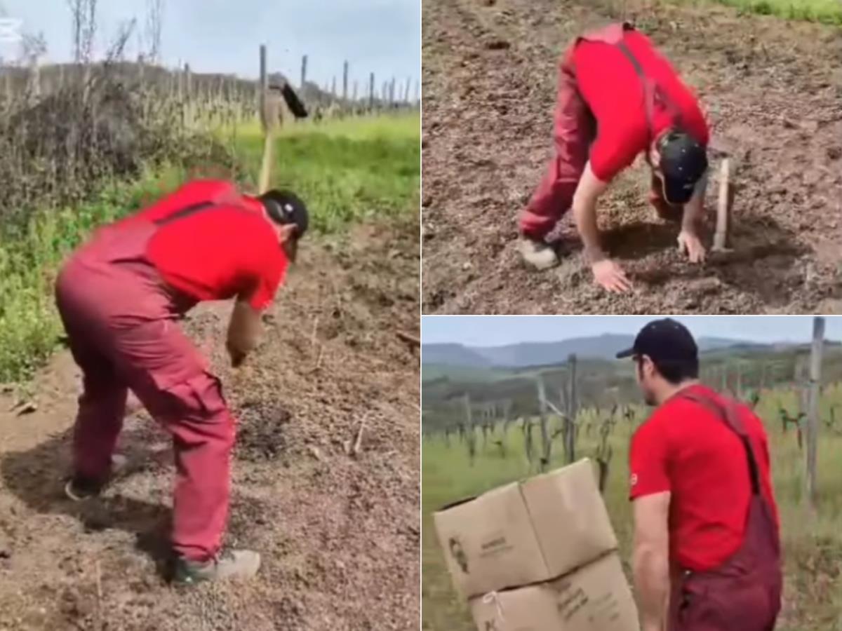 Actor Left Vračar to Raise Pigs and Make Wine and Rakia