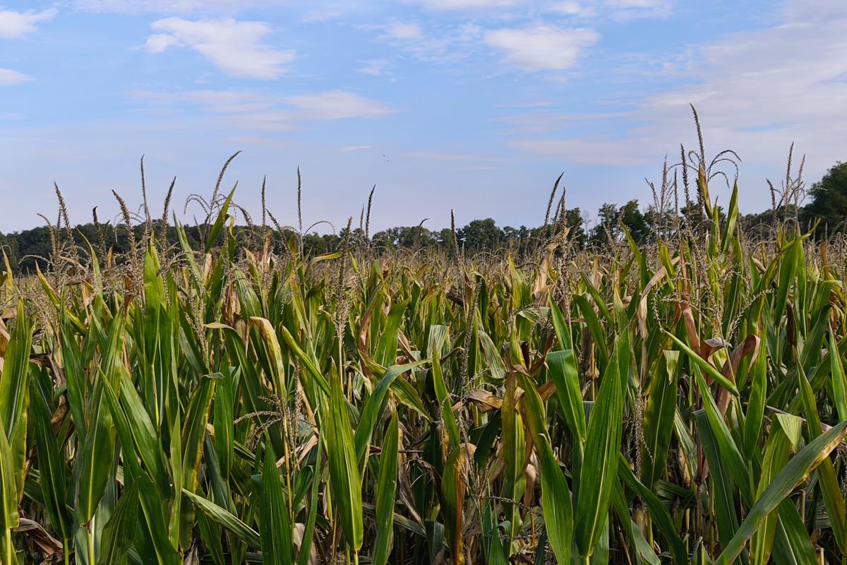 Jedinstvena manifestacija 17 ekipa na Kukuruzijadi se takmičilo u ručnom branju kukuruza
