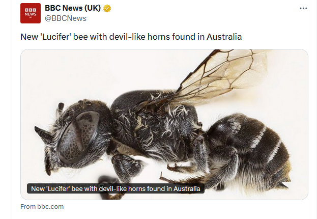 Pčela Megachile Lucifer otkrivena u Australiji | Kurir