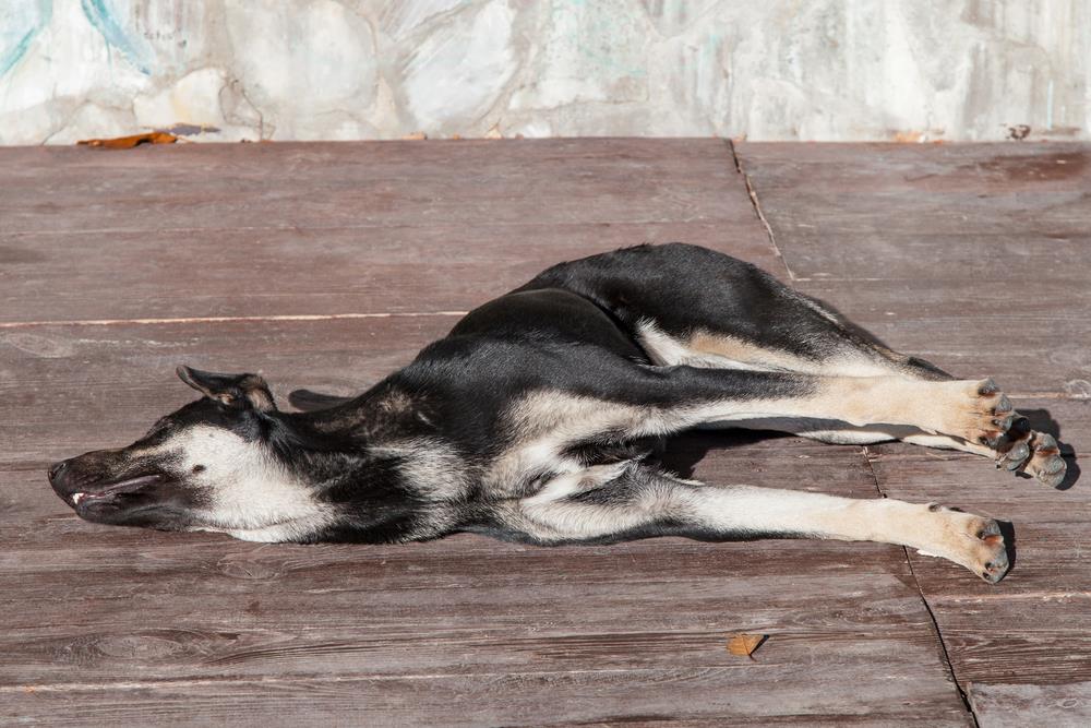 Veterinari upozoravaju: Ovo su tihi znakovi koji otkrivaju da vaš pas pati