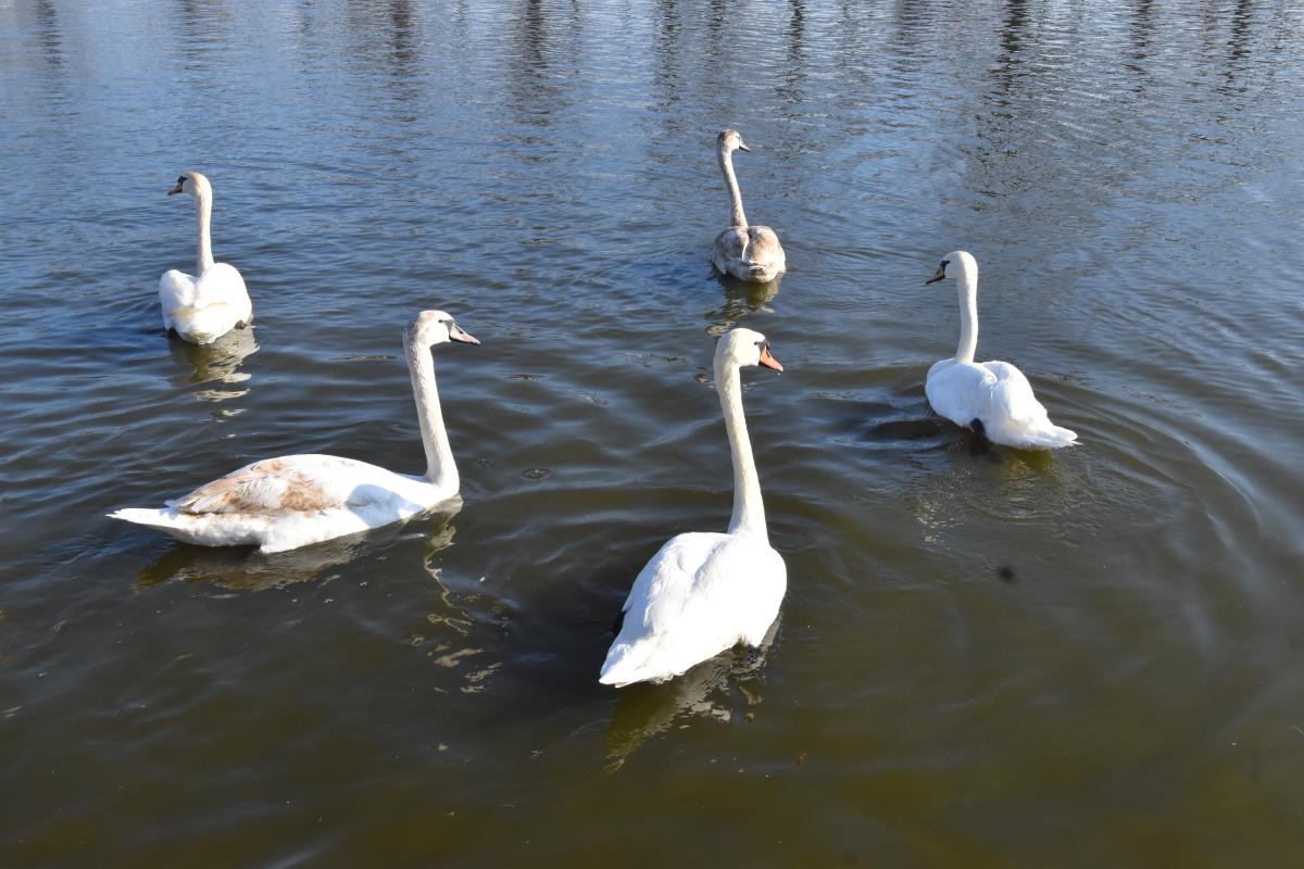 LABUDOVI NA STAROM JEZERU U KIKINDI: Ulepšali prirodnu oazu nedaleko od centra grada (FOTO) Kép