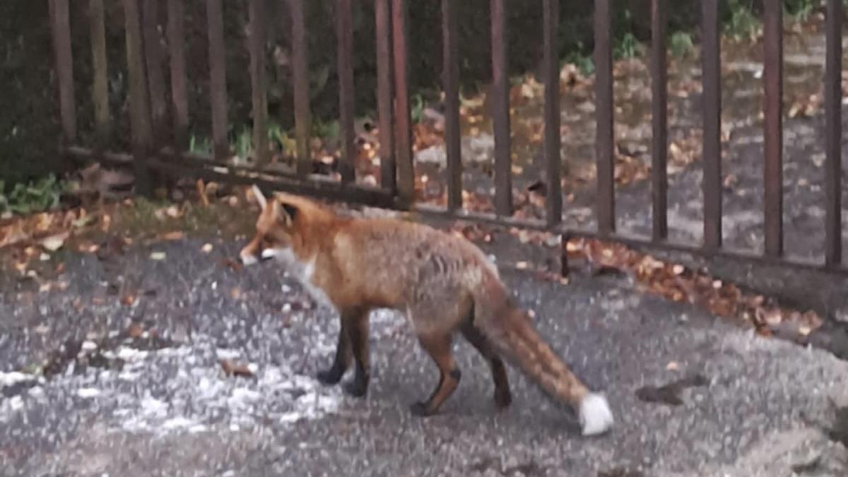 LISICA UPALA U TRAFO-STANICU PA OSTAVILA IVANJIČANE BEZ STRUJE: Nesvakidašnji incident u naselju Crnjevo Kép