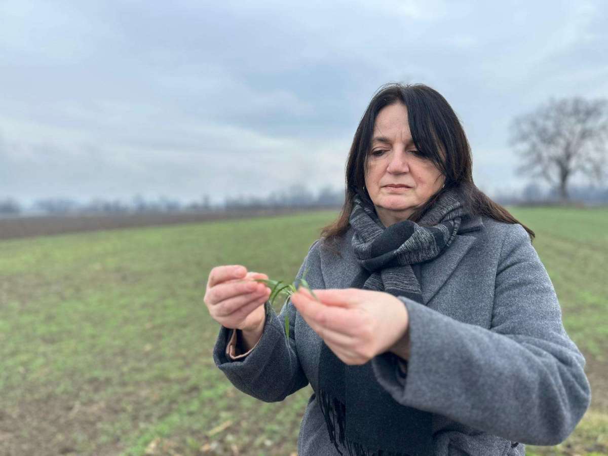 WINTER CEREALS TOLERATED FROST WELL IN MORAVIČKI DISTRICT: Wheat is in the tillering stage, farmers undergo mandatory pesticide education