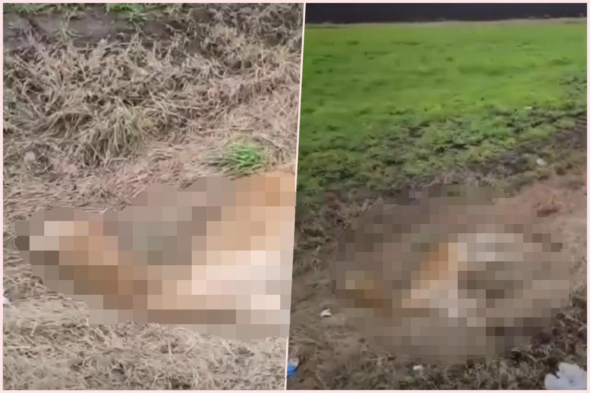 Jeziv prizor na severu Srbije: Leš životinje koja ne živi na ovim prostorima bačen u kanal Kép