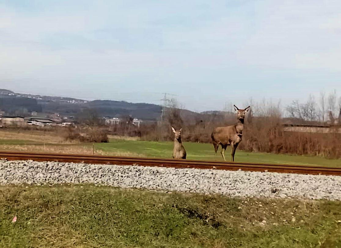 KOŠUTE PRELAZE PRUGU I PUT U Loznici kod nekadašnje ‘’Viskoze’’ neverovatni prizori FOTO Kép