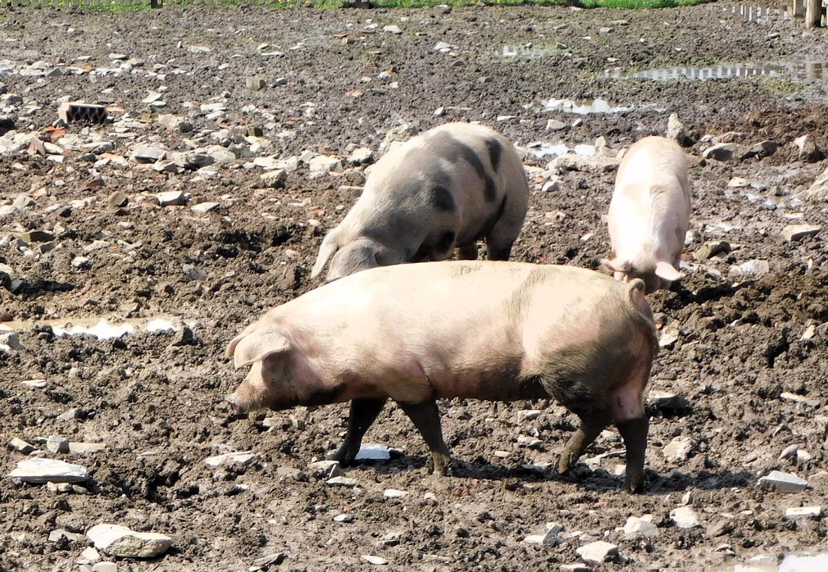 PONOVO AFRIČKA KUGA SVINJA U lozničkom kraju Kép