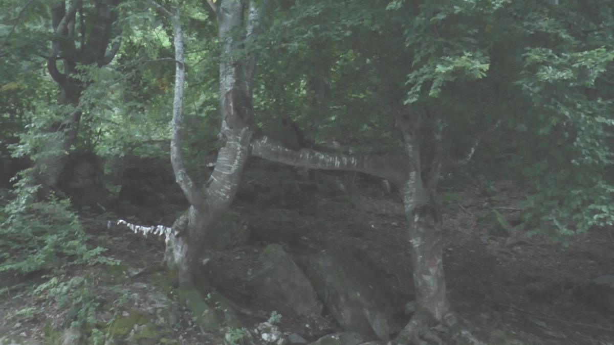 VERUJE SE DA OVO MESTO U SRBIJI UČVRŠĆUJE LJUBAV: Dve bukve spojene trećom - ovde dolaze u nadi da spasu veze koje su "na staklenim nožicama“ (FOTO) Kép