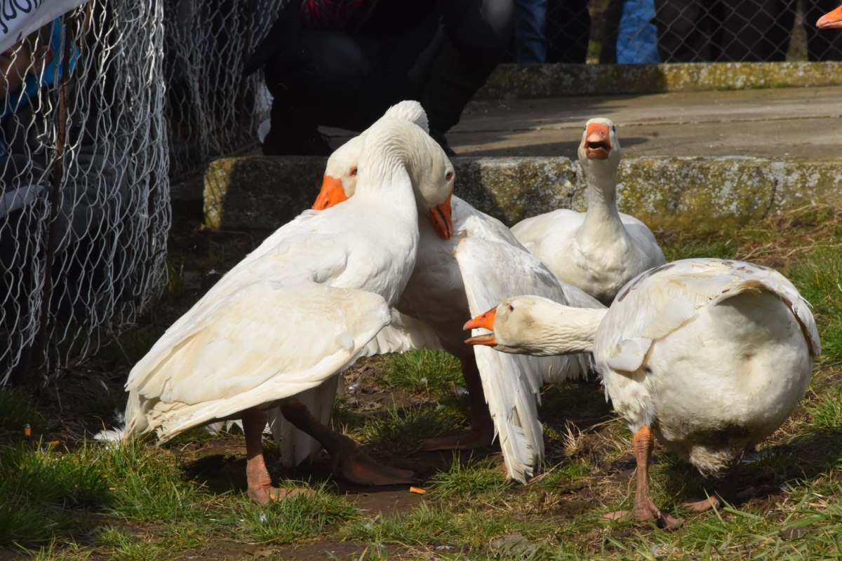 Gusanijada in Mokrin, Cobra-Svemirac wins title after 17 minutes of epic battle: 40th anniversary competition gathered 134 geese (PHOTO)