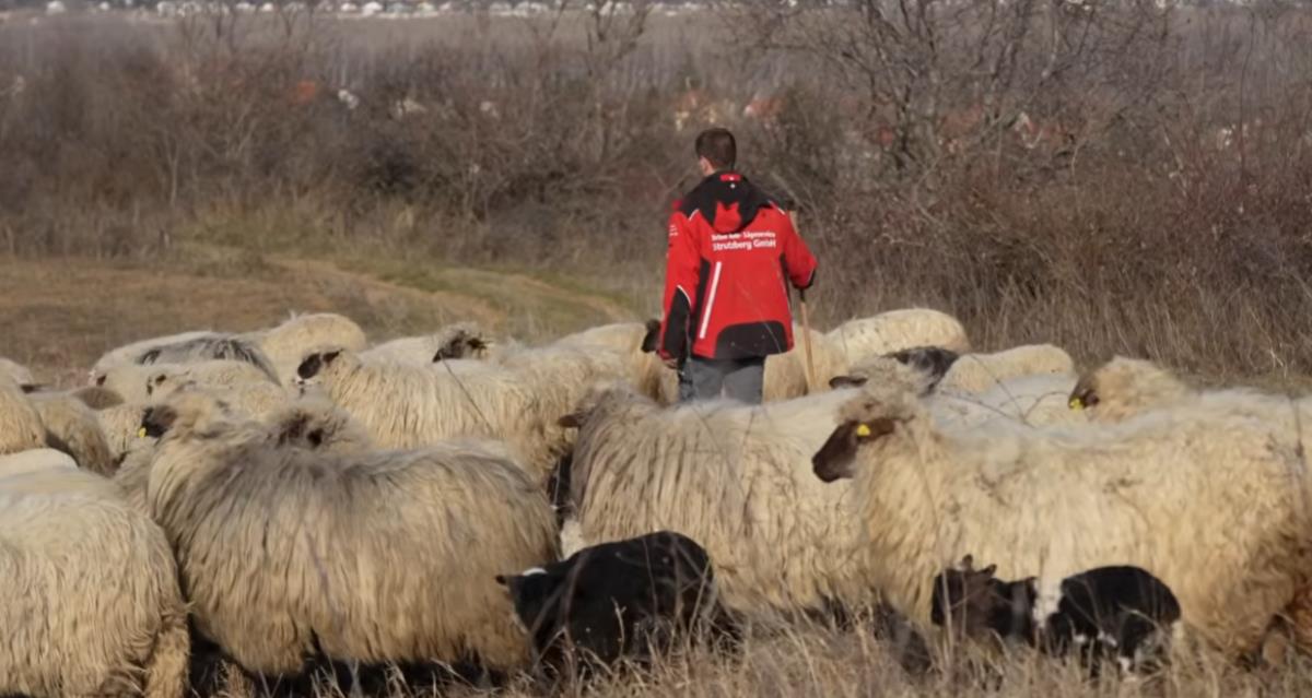 INSTEAD OF A CITY, HE CHOSE TO LIVE WITH 300 SHEEP! 21-year-old Miloš lives on the slopes of Fruška Gora and looks after animals: Besides hard physical labor, he also studies!