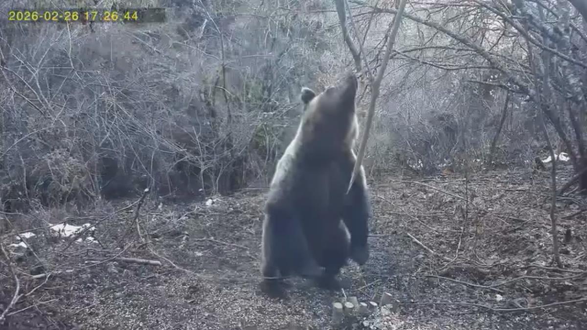 ZNAK DA JE ZIMI DOŠAO KRAJ: Medvedi se na Tari probudili iz zimskog sna i krenuli po ručak (FOTO/VIDEO) Kép
