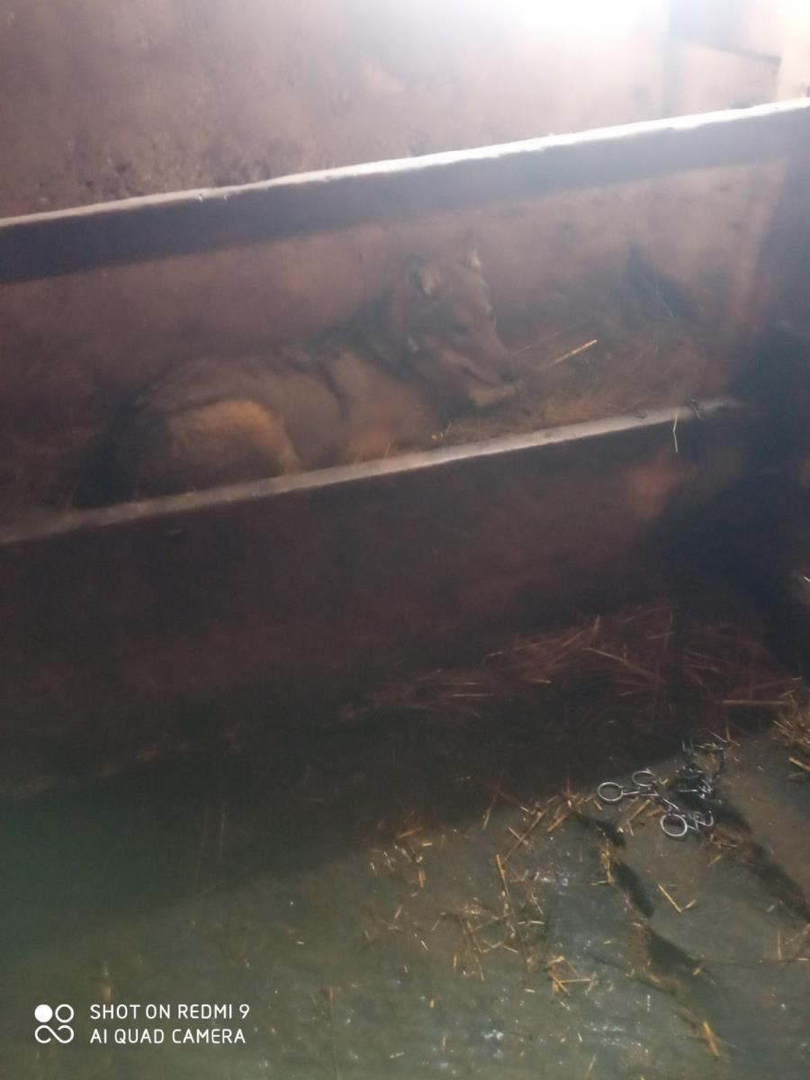 ENTERED THROUGH THE WINDOW INTO THE BARN AND LAY DOWN TO SLEEP! A young wolf caused a stir on a farm in Žabljak: 'He was more scared of us than we were of him!' (PHOTO)